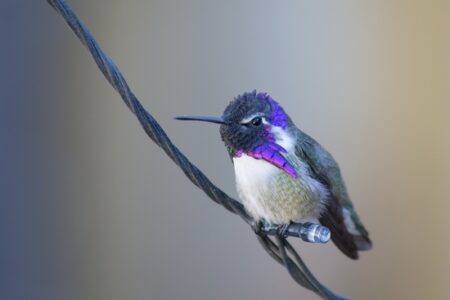 An Introduction to Hummingbirds with Carole Turek, Part 1 Image
